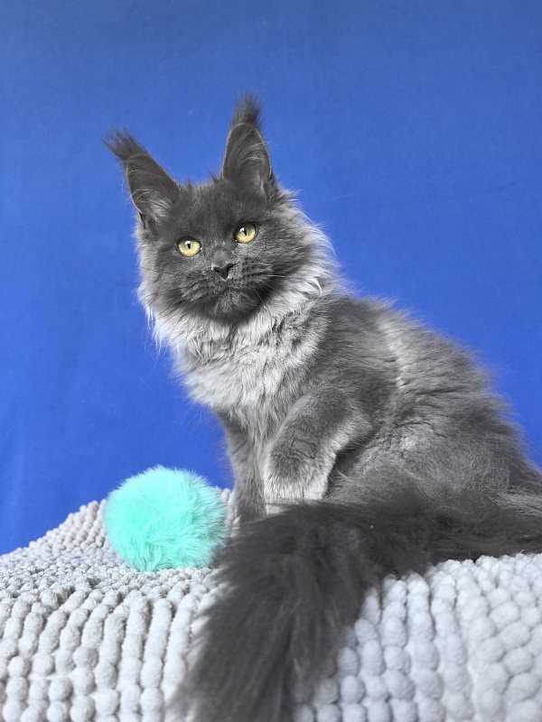 Wilma Vau Akbars - Kitten maine-coon 4 months 3 weeks