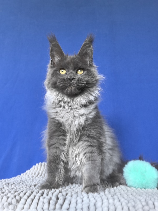 Wilma Vau Akbars - Kitten maine-coon 4 months 3 weeks