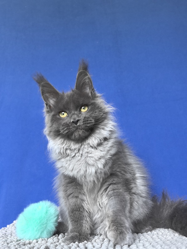 Wilma Vau Akbars - Kitten maine-coon 4 months 3 weeks