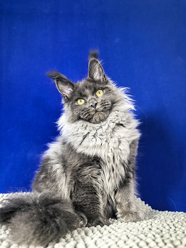 Wilma Vau Akbars - Kitten maine-coon 5 months 3.5 weeks