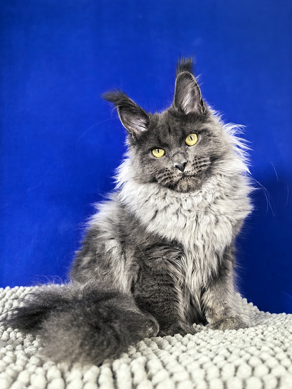 Wilma Vau Akbars - Kitten maine-coon 5 months 3.5 weeks