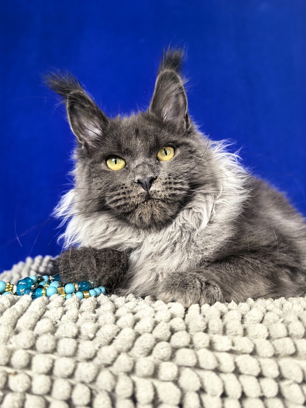 Wilma Vau Akbars - Kitten maine-coon 5 months 3.5 weeks
