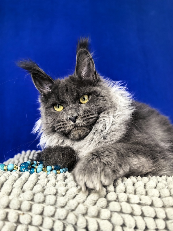 Wilma Vau Akbars - Kitten maine-coon 5 months 3.5 weeks