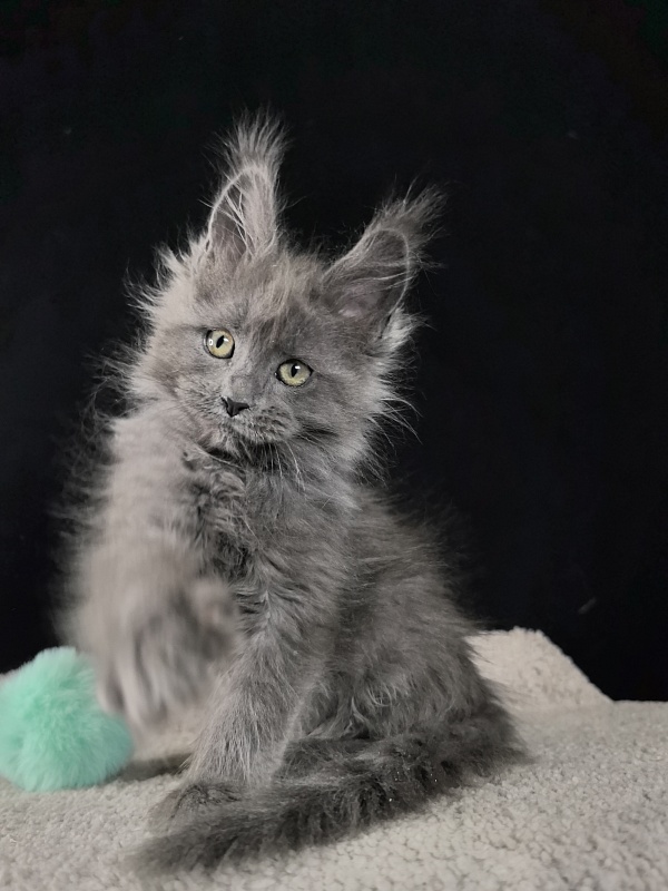 Wilma Vau Akbars - Kitten maine-coon 2 months 0.5 weeks