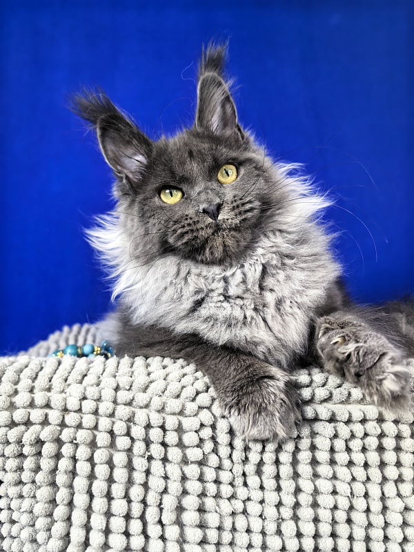 Wilma Vau Akbars - Kitten maine-coon 5 months 3.5 weeks