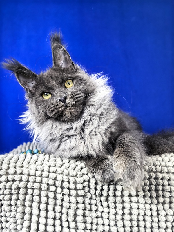 Wilma Vau Akbars - Kitten maine-coon 5 months 3.5 weeks