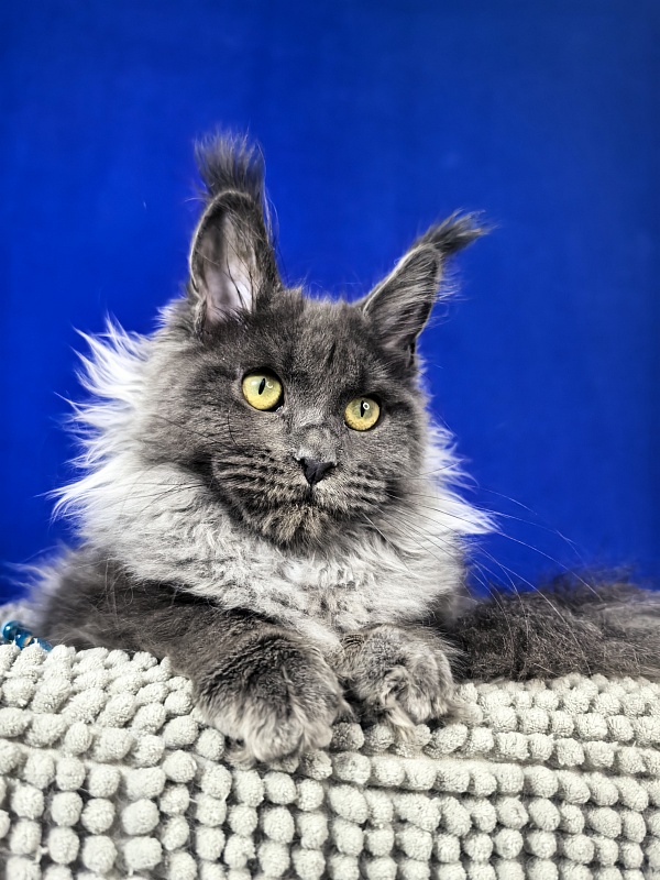 Wilma Vau Akbars - Kitten maine-coon 5 months 3.5 weeks