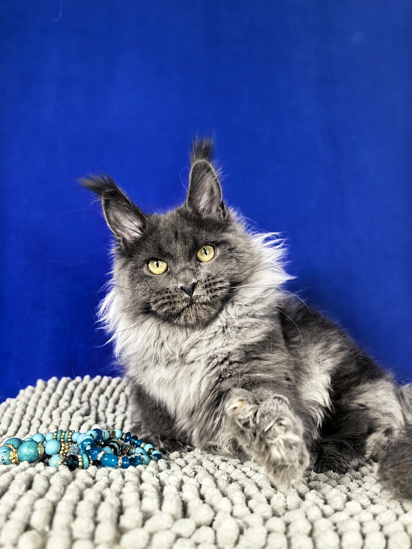 Wilma Vau Akbars - Kitten maine-coon 5 months 3.5 weeks