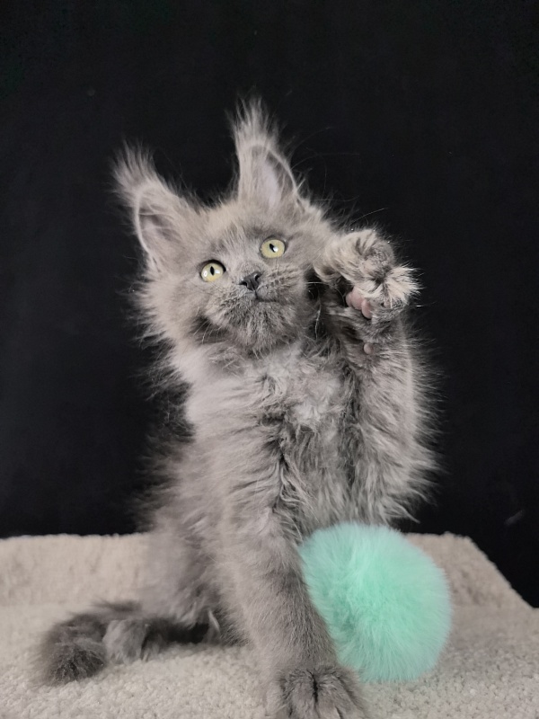 Wilma Vau Akbars - Kitten maine-coon 2 months 0.5 weeks