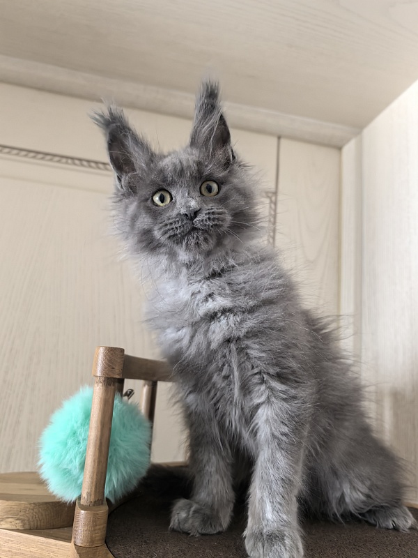 Wilma Vau Akbars - Kitten maine-coon 2 months 3 weeks