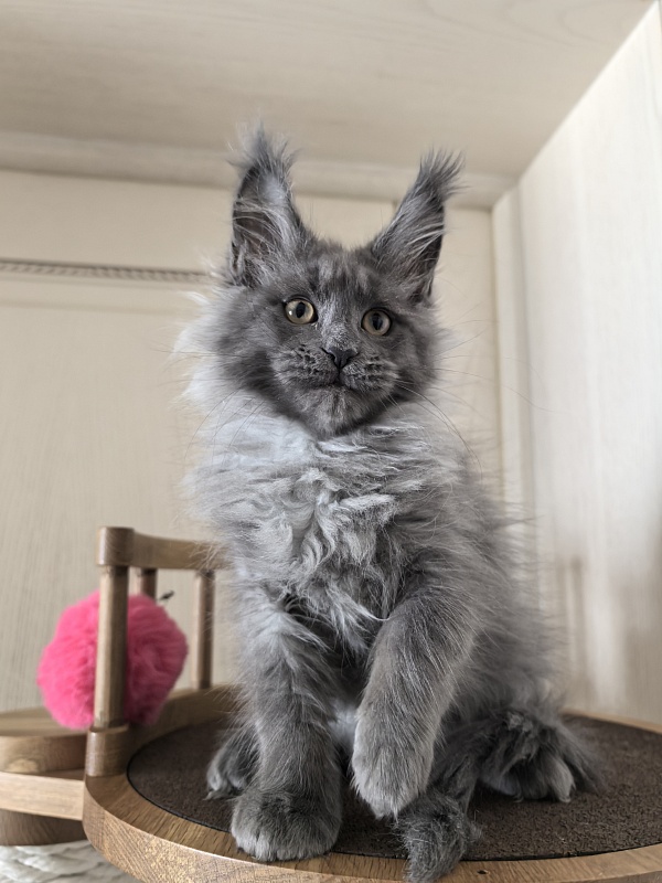 Vita Leya Akbars - Kitten maine-coon 2 months 3 weeks