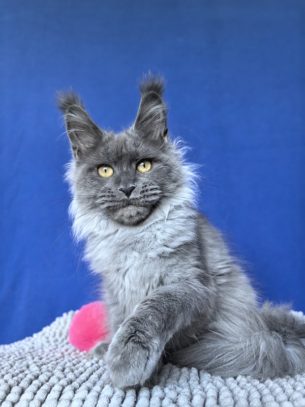 Vita Leya Akbars - Kitten maine-coon 4 months 3 weeks