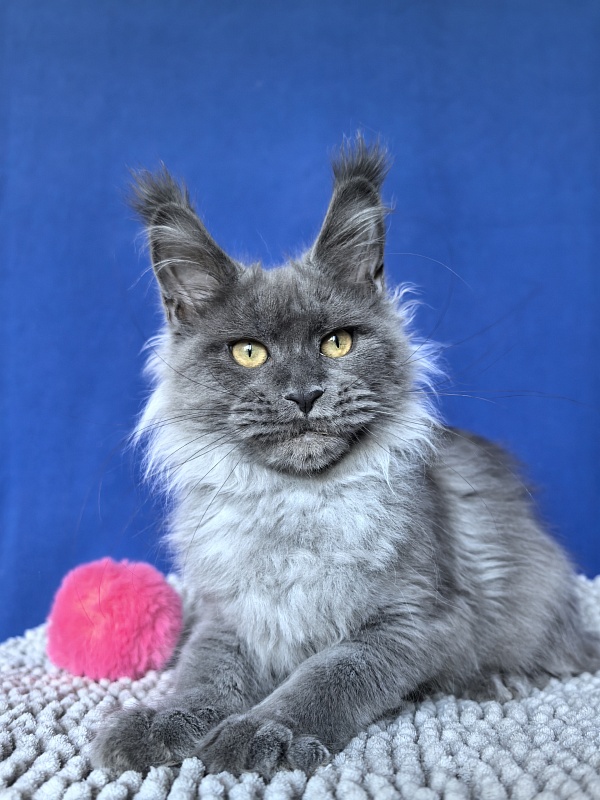 Vita Leya Akbars - Kitten maine-coon 4 months 3 weeks