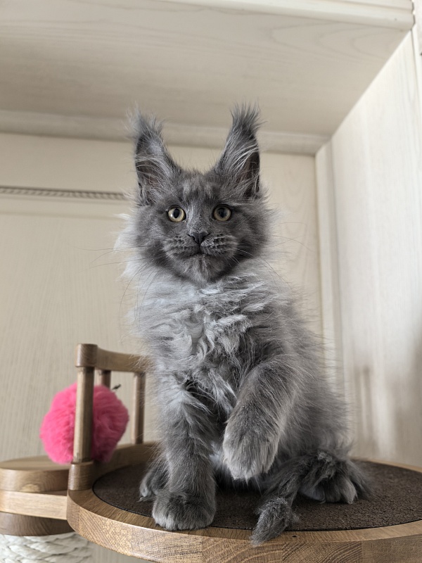 Vita Leya Akbars - Kitten maine-coon 2 months 3 weeks