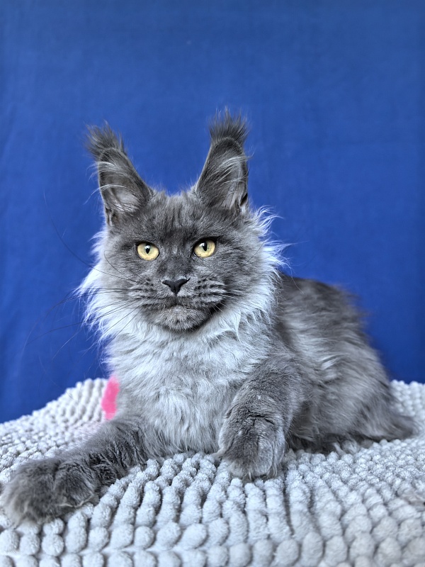Vita Leya Akbars - Kitten maine-coon 4 months 3 weeks