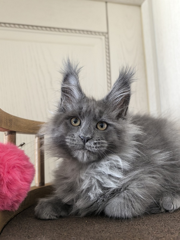 Vita Leya Akbars - Kitten maine-coon 2 months 3 weeks