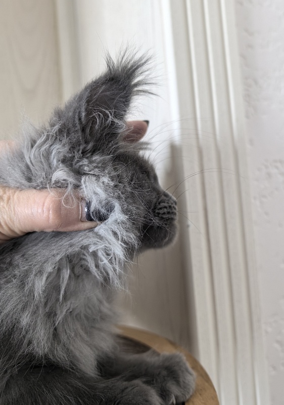 Vita Leya Akbars - Kitten maine-coon 2 months 3 weeks