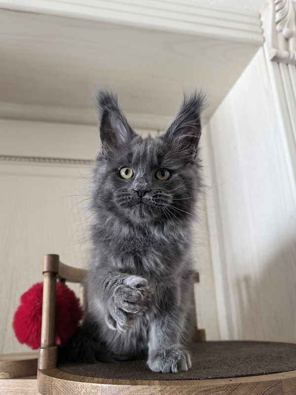 Willa Mila Akbars - Kitten maine-coon 2 months 3 weeks