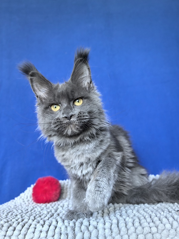 Willa Mila Akbars - Kitten maine-coon 4 months 3 weeks