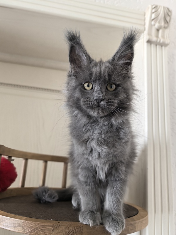 Willa Mila Akbars - Kitten maine-coon 2 months 3 weeks