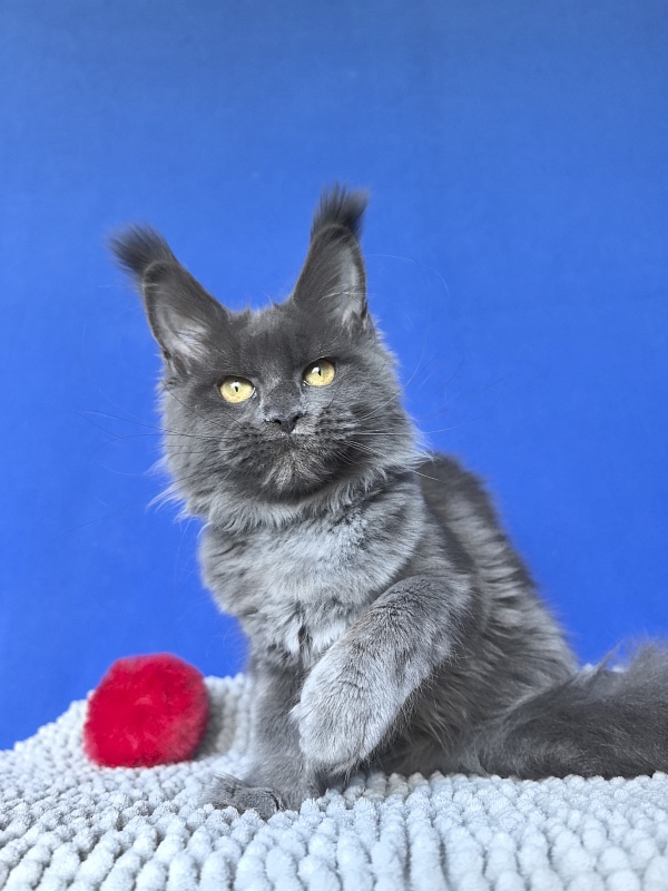 Willa Mila Akbars - Kitten maine-coon 4 months 3 weeks