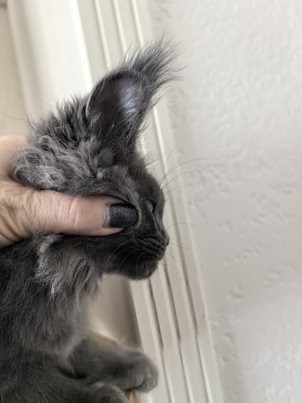 Willa Mila Akbars - Kitten maine-coon 2 months 3 weeks