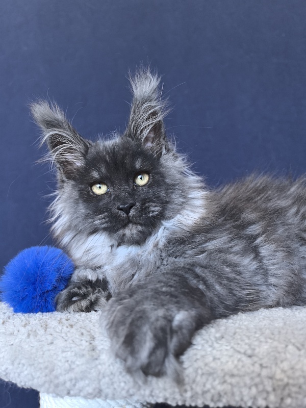 U*Texas Akbars (polydactyl 66/66) - Kitten maine-coon 2 months 2.5 weeks