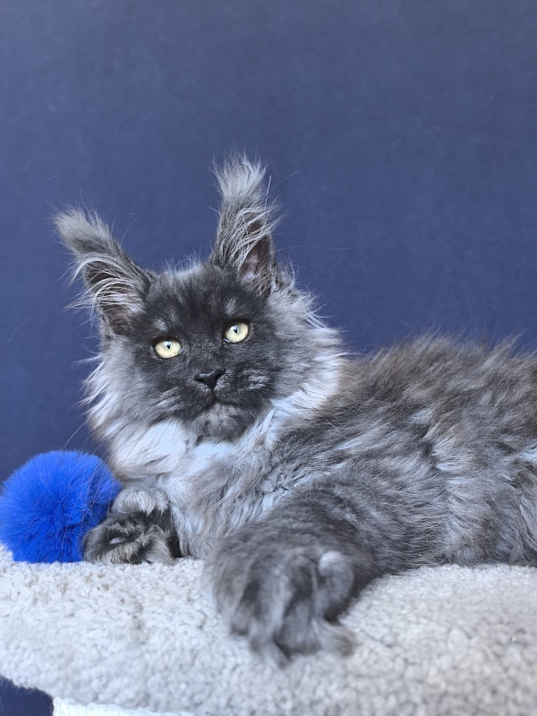 U*Texas Akbars (polydactyl 66/66) - Kitten maine-coon 2 months 2.5 weeks