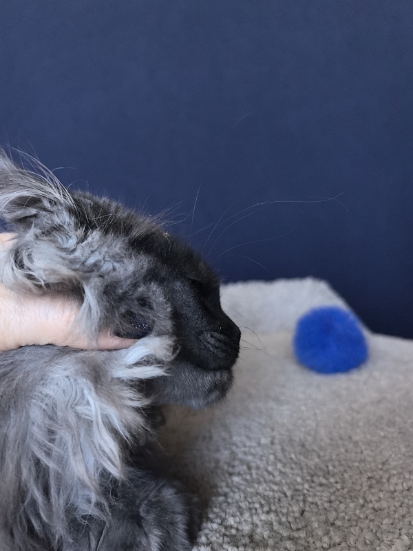 U*Texas Akbars (polydactyl 66/66) - Kitten maine-coon 2 months 2.5 weeks