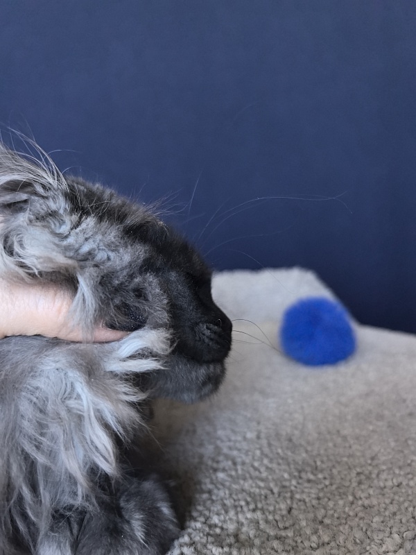 U*Texas Akbars (polydactyl 66/66) - Kitten maine-coon 2 months 2.5 weeks