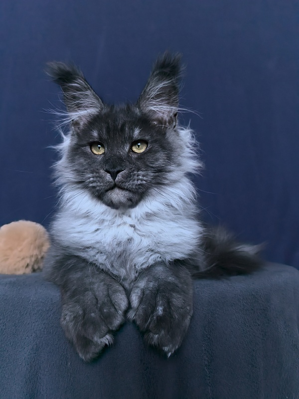 Uh*Torik Akbars  (polydactyl 66/66) - Kitten maine-coon 3 months 3.5 weeks