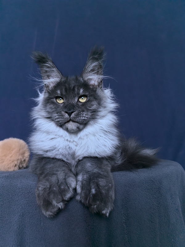 Uh*Torik Akbars  (polydactyl 66/66) - Kitten maine-coon 3 months 3.5 weeks