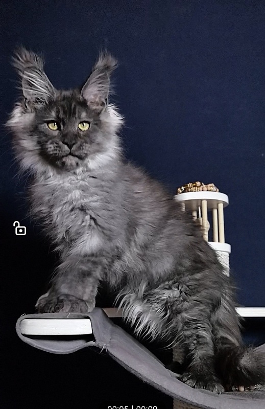 Uh*Torik Akbars  (polydactyl 66/66) - Kitten maine-coon 3 months 0.5 weeks