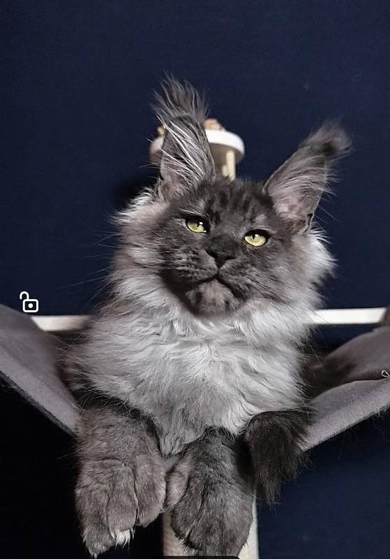 Uh*Torik Akbars  (polydactyl 66/66) - Kitten maine-coon 3 months 0.5 weeks