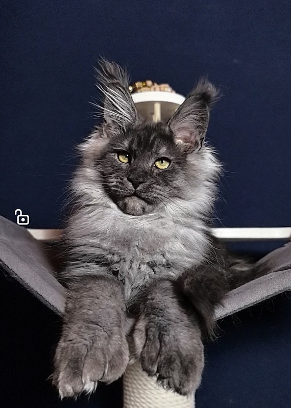 Uh*Torik Akbars  (polydactyl 66/66) - Kitten maine-coon 3 months 0.5 weeks