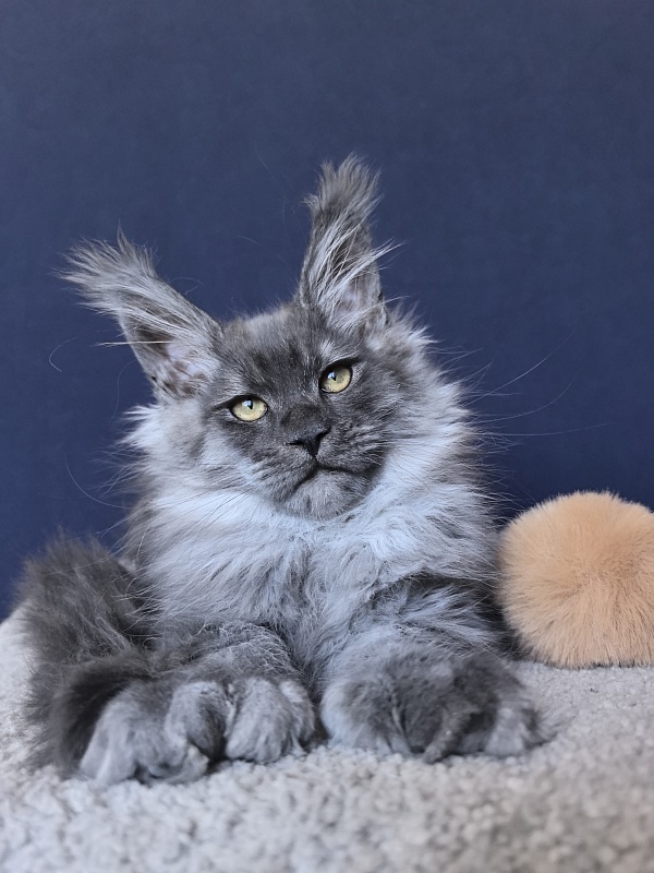 Uh*Torik Akbars  (polydactyl 66/66) - Kitten maine-coon 2 months 2.5 weeks