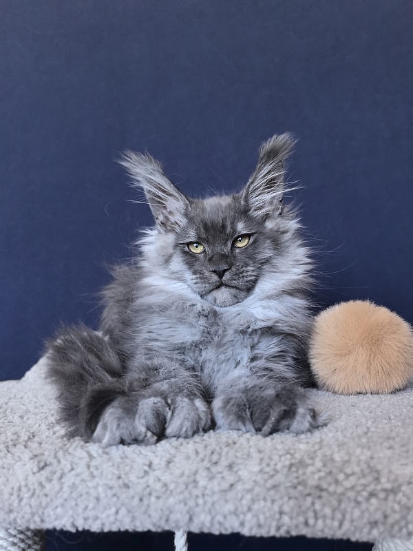 Uh*Torik Akbars  (polydactyl 66/66) - Kitten maine-coon 2 months 2.5 weeks