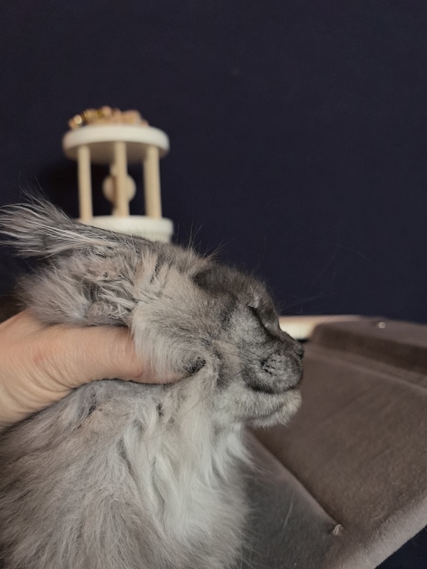 Uh*Torik Akbars  (polydactyl 66/66) - Kitten maine-coon 3 months 0.5 weeks