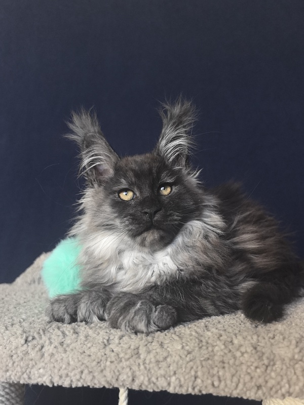 Uh*Tyson Akbars  (polydactyl 66/66) - Kitten maine-coon 2 months 2.5 weeks
