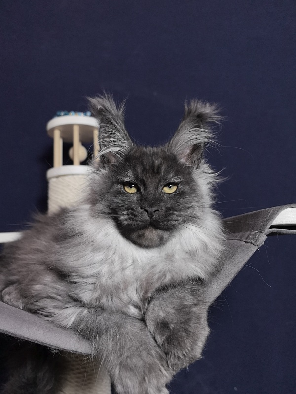 Uh*Tyson Akbars  (polydactyl 66/66) - Kitten maine-coon 3 months 0.5 weeks