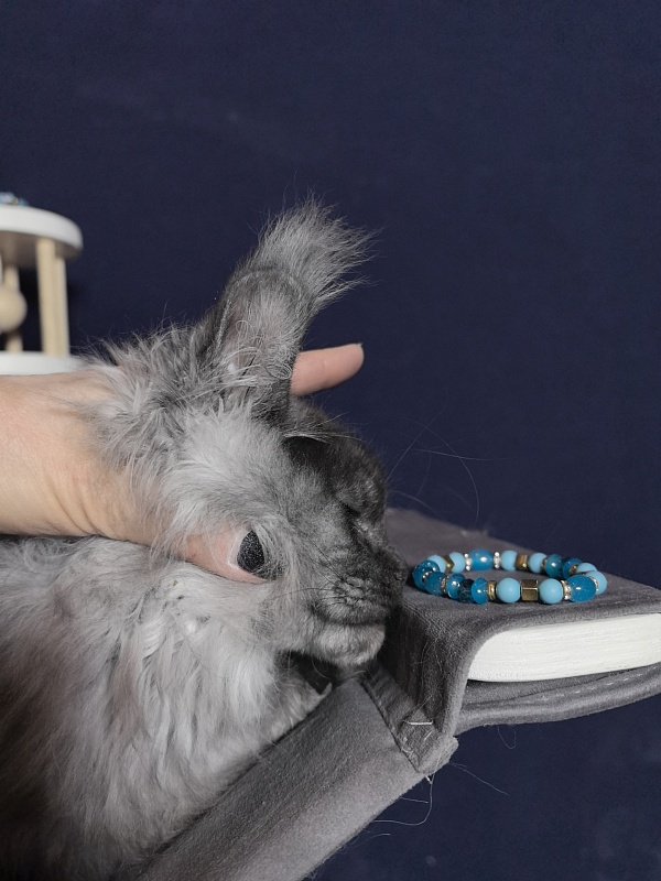 Uh*Tyson Akbars  (polydactyl 66/66) - Kitten maine-coon 3 months 0.5 weeks