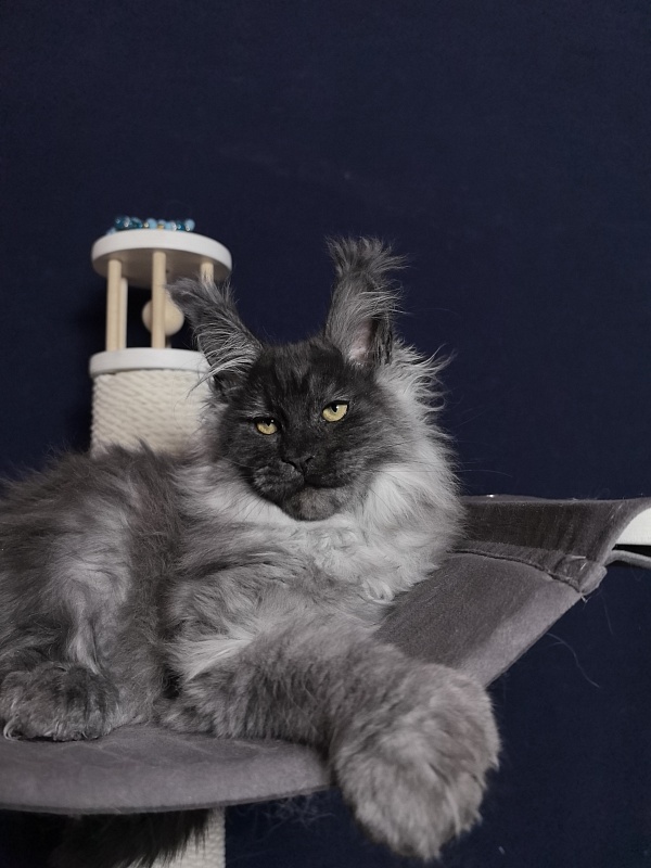 Uh*Tyson Akbars  (polydactyl 66/66) - Kitten maine-coon 3 months 0.5 weeks