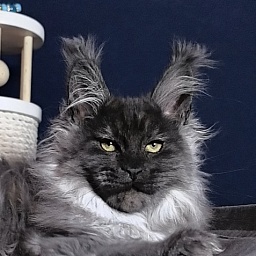 Uh*Tyson Akbars  (polydactyl 66/66)