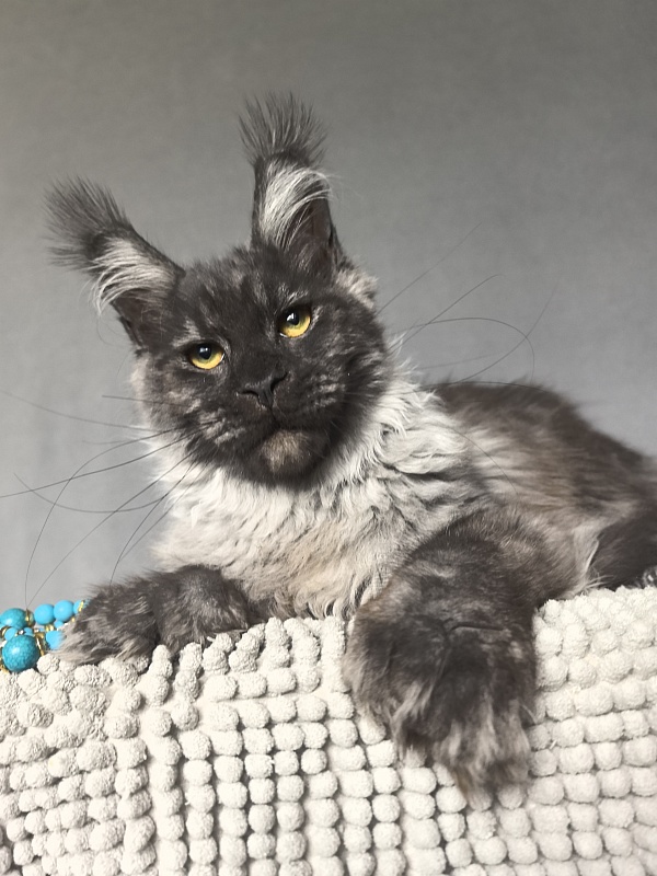 Uh*Tyson Akbars  (polydactyl 66/66) - Kitten maine-coon 6 months 1 week