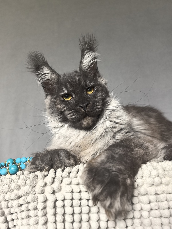Uh*Tyson Akbars  (polydactyl 66/66) - Kitten maine-coon 6 months 1 week