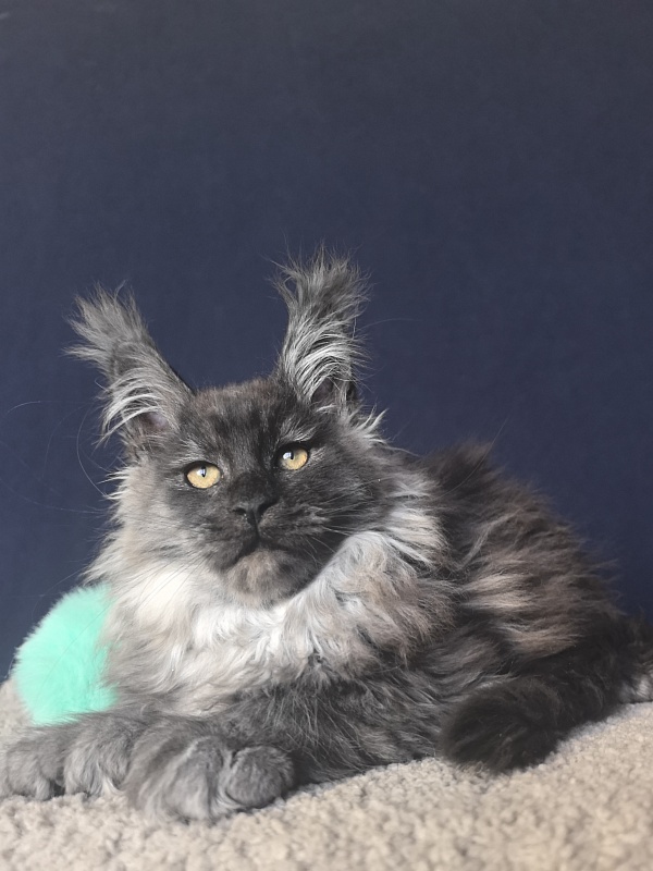 Uh*Tyson Akbars  (polydactyl 66/66) - Kitten maine-coon 2 months 2.5 weeks