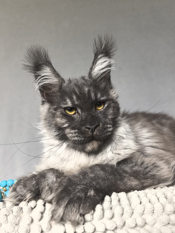 Uh*Tyson Akbars  (polydactyl 66/66) - Kitten maine-coon 6 months 1 week