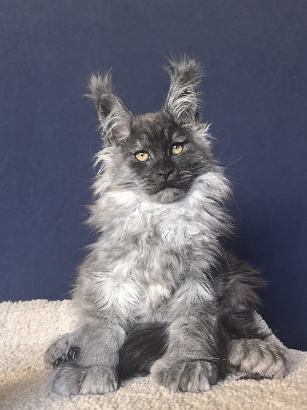 Uh*Tyson Akbars  (polydactyl 66/66) - Kitten maine-coon 2 months 2.5 weeks