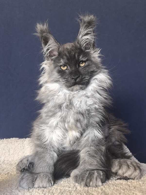 Uh*Tyson Akbars  (polydactyl 66/66) - Kitten maine-coon 2 months 2.5 weeks