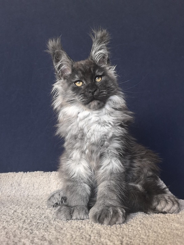 Uh*Tyson Akbars  (polydactyl 66/66) - Kitten maine-coon 2 months 2.5 weeks